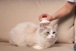 Pet Life Â® 'Scwubba' Handheld Bathing Brushing and Massaging Soft Flexible Grooming Pet Comb